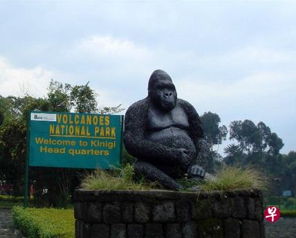 往后想到卢旺达追踪山地大猩猩的民众,必须支付更高的费用。(互联网) 往后想到卢旺达追踪山地大猩猩的民众,必须支付更高的费用。(互联网)