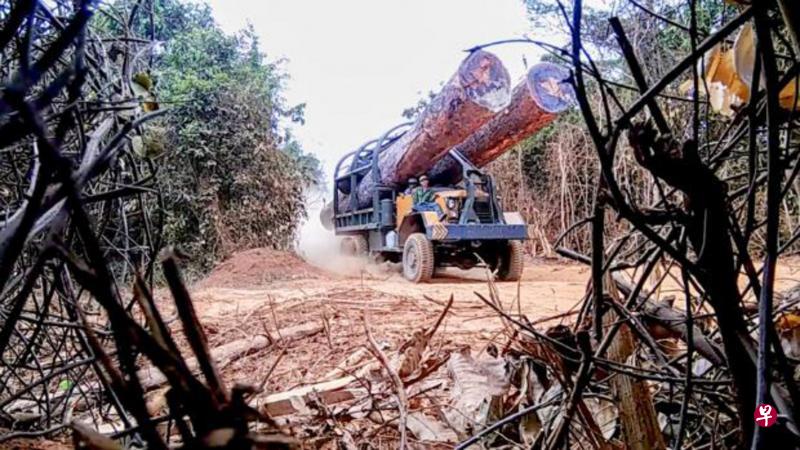 环保组织人员在柬埔寨一个国家公园拍到的照片显示,卡车将非法砍伐的巨大树桐载走。(曼谷邮报) 环保组织人员在柬埔寨一个国家公园拍到的照片显示,卡车将非法砍伐的巨大树桐载走。(曼谷邮报)
