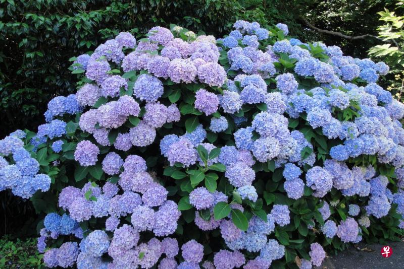 日本能登的紫阳花夏季开花,花色一般为红、蓝、紫色。 日本能登的紫阳花夏季开花,花色一般为红、蓝、紫色。