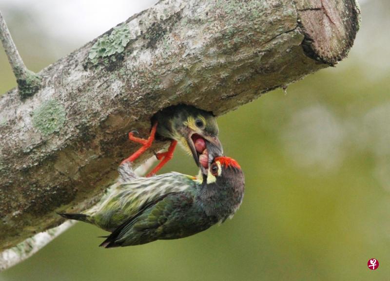 赤胸拟啄木鸟 ( Coppersmith Barbet)在树干筑洞穴巢,雌雄轮流孵蛋,以植物果实和种子喂食。 赤胸拟啄木鸟 ( Coppersmith Barbet)在树干筑洞穴巢,雌雄轮流孵蛋,以植物果实和种子喂食。