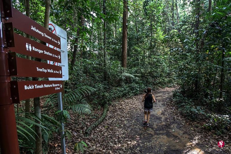 强奸案发生在麦里芝蓄水池公园的罗尼走道内。(联合早报) 强奸案发生在麦里芝蓄水池公园的罗尼走道内。(联合早报)