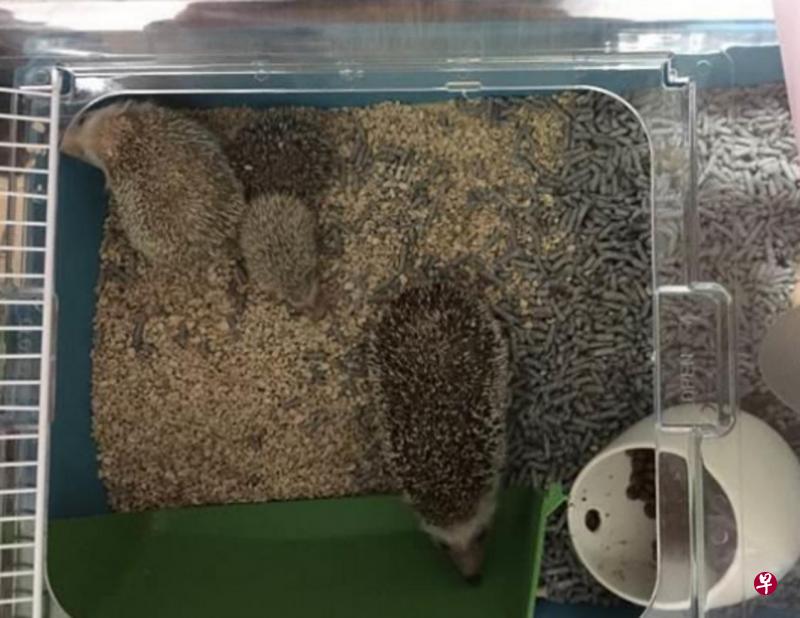 农粮兽医局获知有人出售刺猬后,扮成买家引蛇出洞,起获五只刺猬。(农粮兽医局提供) 农粮兽医局获知有人出售刺猬后,扮成买家引蛇出洞,起获五只刺猬。(农粮兽医局提供)