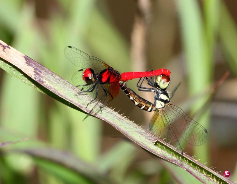 小红蜻蜓(Scarlet Pygmy)是本地最小的蜻蜓,身长只有17mm。 小红蜻蜓(Scarlet Pygmy)是本地最小的蜻蜓,身长只有17mm。
