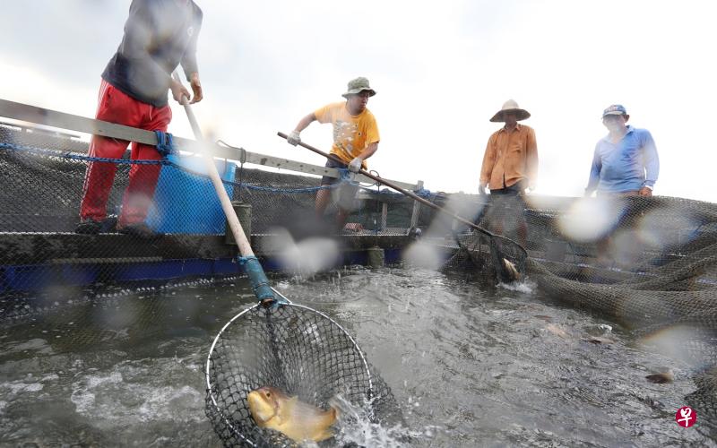 渔夫渔场的员工正在捞起渔获。 渔夫渔场的员工正在捞起渔获。