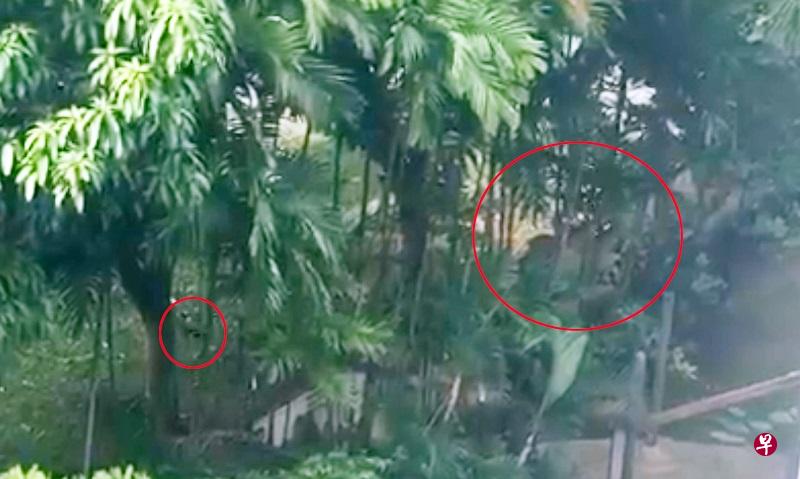 徐小姐表示,她看到有人骑车经过时,乌鸦(小红圈)马上飞出追逐。(图/受访者提供) 徐小姐表示,她看到有人骑车经过时,乌鸦(小红圈)马上飞出追逐。(图/受访者提供)