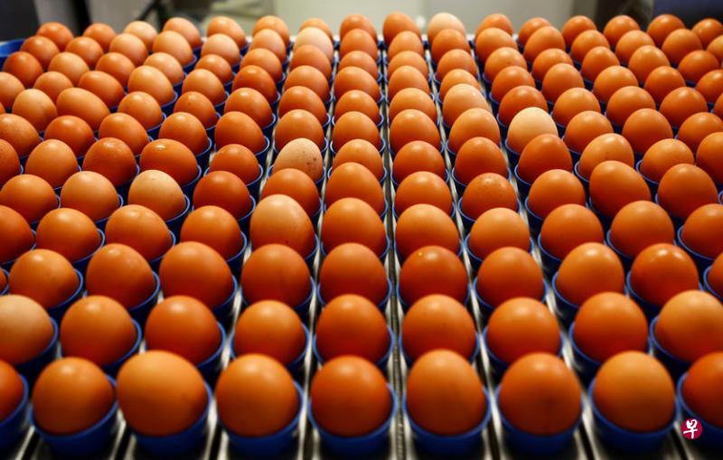 母鸡生蛋或排泄都是共用同一条泄殖腔的通道,蛋壳通过泄殖腔时,就有机会沾到鸡粪中的沙门氏杆菌。(路透社) 母鸡生蛋或排泄都是共用同一条泄殖腔的通道,蛋壳通过泄殖腔时,就有机会沾到鸡粪中的沙门氏杆菌。(路透社)