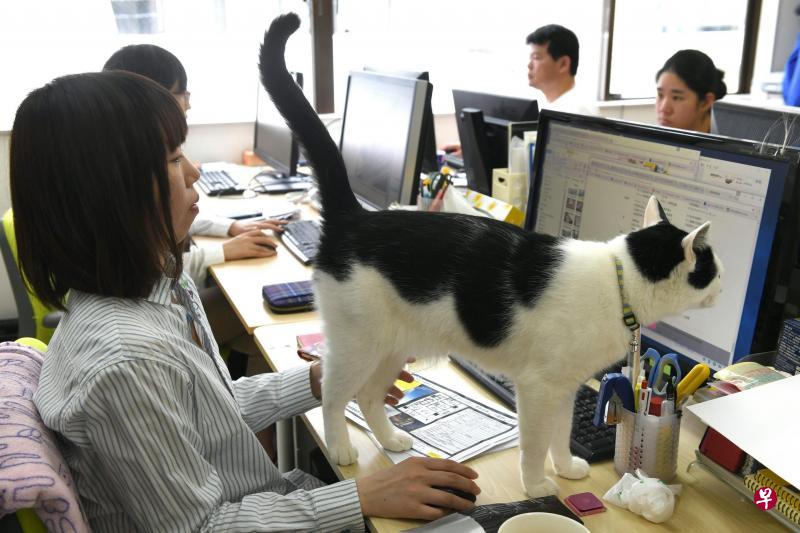 东京这家科技公司允许猫儿在办公室内自由活动,甚至站在办公桌上。(法新社) 东京这家科技公司允许猫儿在办公室内自由活动,甚至站在办公桌上。(法新社)