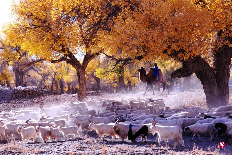秋天的胡杨林最美,金黄色的叶子为沙漠染上一片希望的辉煌。(Getty Images照片) 秋天的胡杨林最美,金黄色的叶子为沙漠染上一片希望的辉煌。(Getty Images照片)