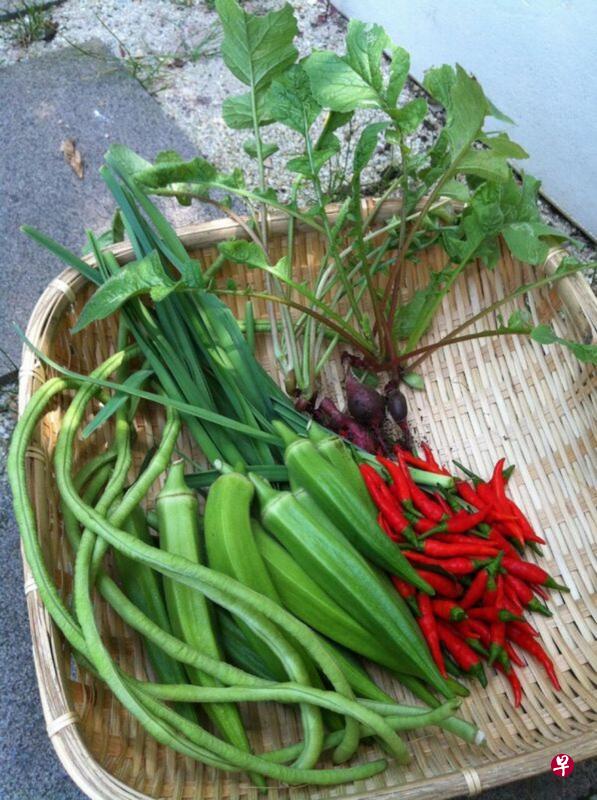 都市农夫们在社区菜园种植了不少蔬果,图中是其中的一些,包括长豆、羊角豆、红辣椒等。 都市农夫们在社区菜园种植了不少蔬果,图中是其中的一些,包括长豆、羊角豆、红辣椒等。