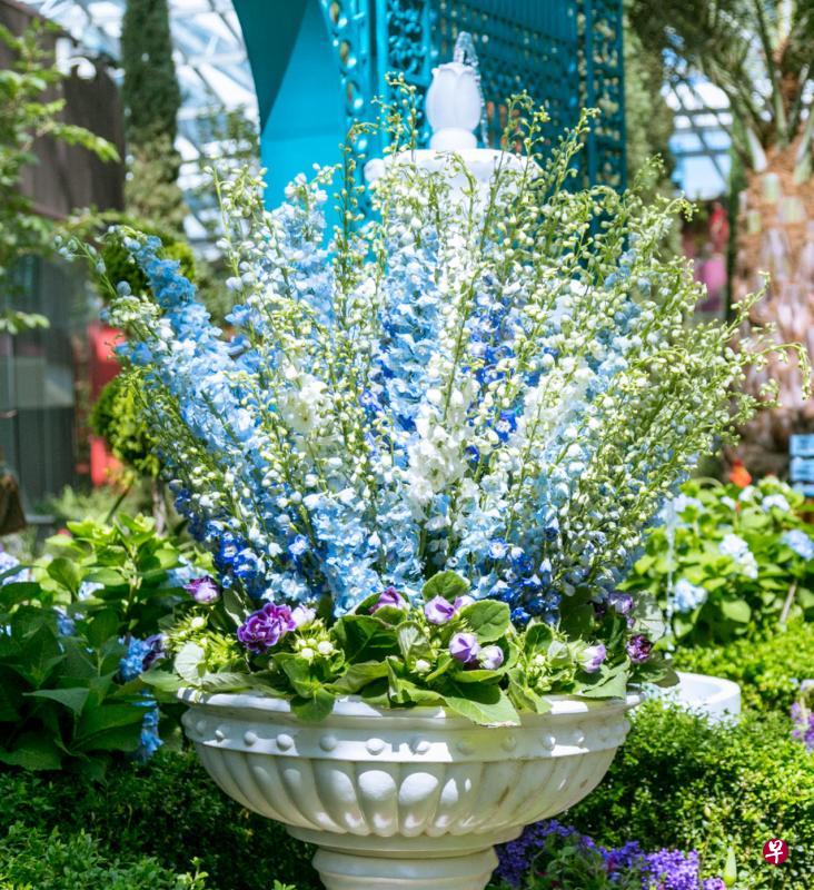 飞燕草(Delphinium) 又称翠雀,原产南欧之北半球温带区,因花形别致,酷似一只只小鸟而得名。根据南欧民间传说,古代有一族人遇害后化作小鸟飞回故乡,最后变成花朵在故土绽放,就是飞燕草。 飞燕草(Delphinium) 又称翠雀,原产南欧之北半球温带区,因花形别致,酷似一只只小鸟而得名。根据南欧民间传说,古代有一族人遇害后化作小鸟飞回故乡,最后变成花朵在故土绽放,就是飞燕草。