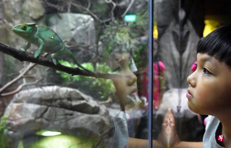 访客可在新展区的岩石游乐场隔着玻璃窗,近距离观察爬行类动物的一举一动。(海峡时报) 访客可在新展区的岩石游乐场隔着玻璃窗,近距离观察爬行类动物的一举一动。(海峡时报)