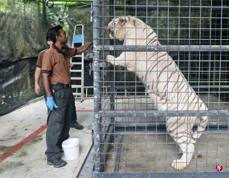 白老虎乌玛患有皮肤癌和关节老化,过去几个月接受支援护理,以维持它的生活素质。图为5月8日乌玛在笼子里接受检查。(法新社) 白老虎乌玛患有皮肤癌和关节老化,过去几个月接受支援护理,以维持它的生活素质。图为5月8日乌玛在笼子里接受检查。(法新社)