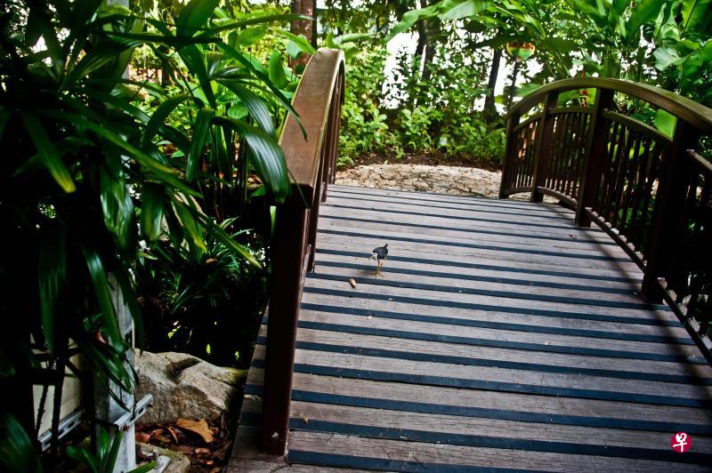 白腹秧鸡漫步在小桥上。 白腹秧鸡漫步在小桥上。