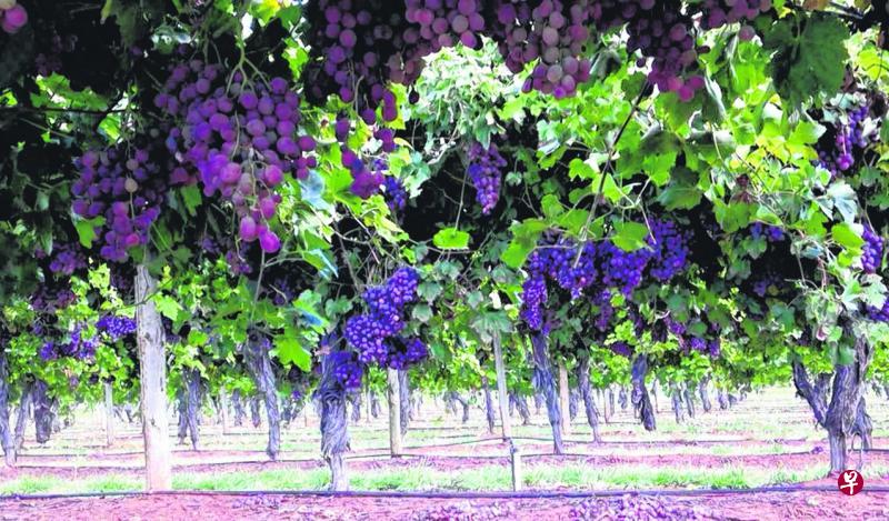 在这果园短短的回忆,就像一串串葡萄,让作者小心捧着,用心护着。 在这果园短短的回忆,就像一串串葡萄,让作者小心捧着,用心护着。