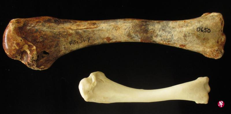 照片中上面的骨头属于曾在澳洲出现的巨型火鸡,下面的则属于一般火鸡。(法新社) 照片中上面的骨头属于曾在澳洲出现的巨型火鸡,下面的则属于一般火鸡。(法新社)