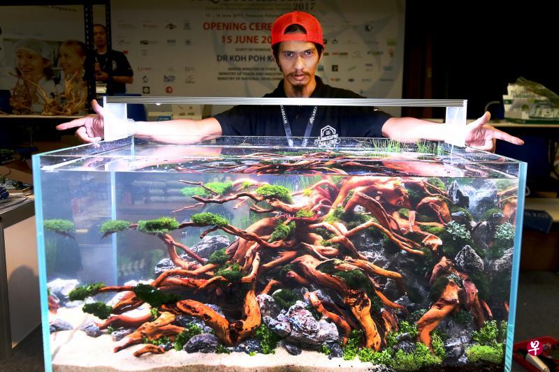 印尼水族造景达人黑利以木质原料、石块与绿草等布置水缸,呈献层次分明的园景。(陈斌勤摄) 印尼水族造景达人黑利以木质原料、石块与绿草等布置水缸,呈献层次分明的园景。(陈斌勤摄)