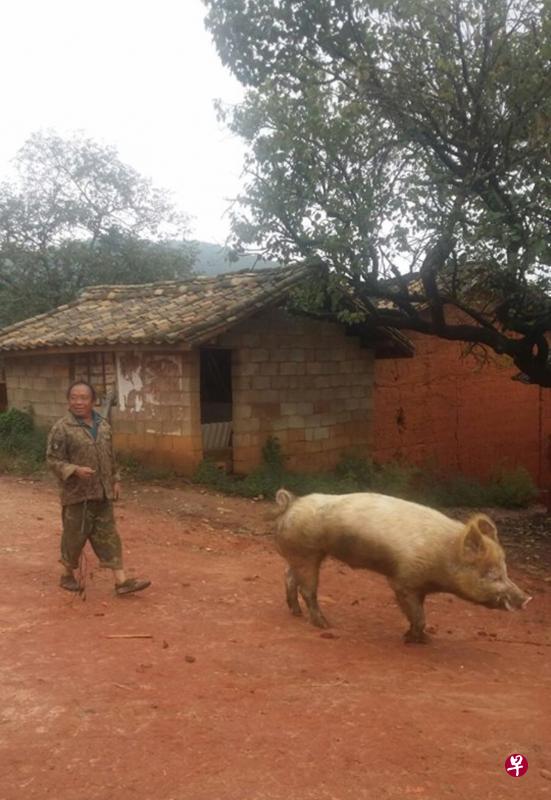 时光流逝,“牵猪哥”这类行业,也随之远去…… 时光流逝,“牵猪哥”这类行业,也随之远去……