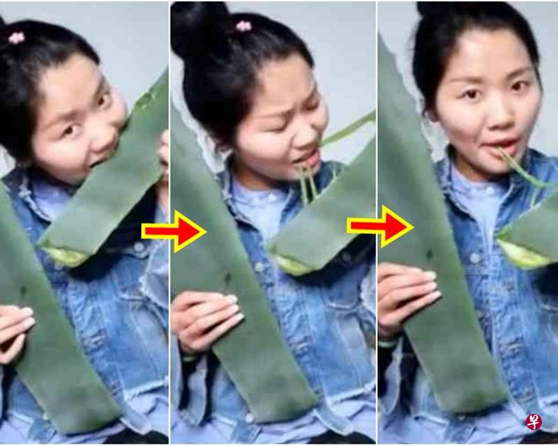 女主播直播吃“芦荟”,孰不知是有毒的龙舌兰。(互联网) 女主播直播吃“芦荟”,孰不知是有毒的龙舌兰。(互联网)