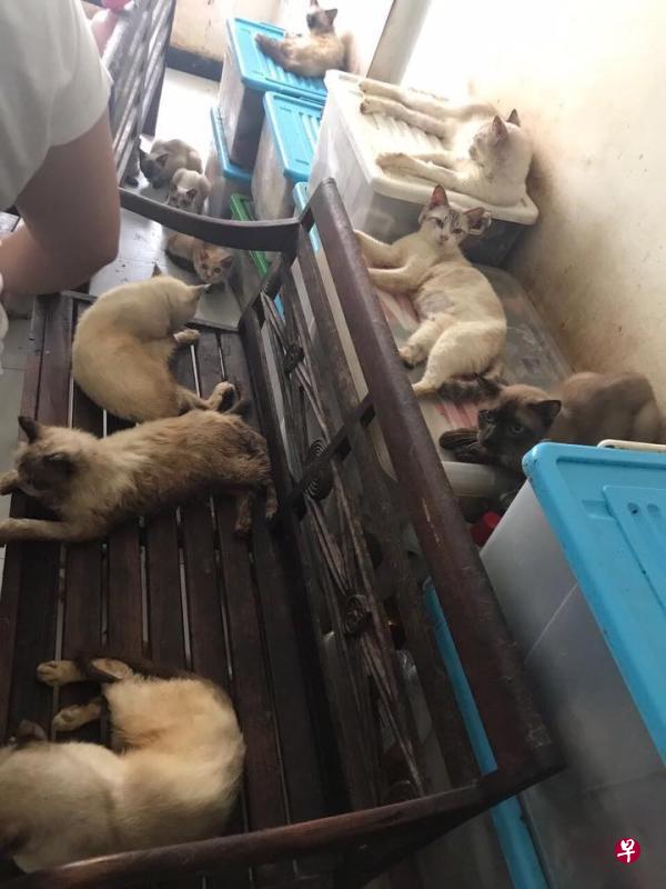 组屋单位竟饲养了94只猫,居住环境恶劣,猫福利协会义工昨天上门救猫。 组屋单位竟饲养了94只猫,居住环境恶劣,猫福利协会义工昨天上门救猫。