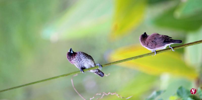 等待展翅觅食的斑文鸟。 等待展翅觅食的斑文鸟。