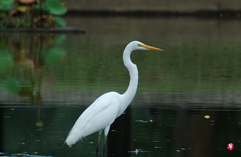 一身洁白体型优美的中白鹭（Intermediate Egret）是候鸟，只能在候鸟期见到。
