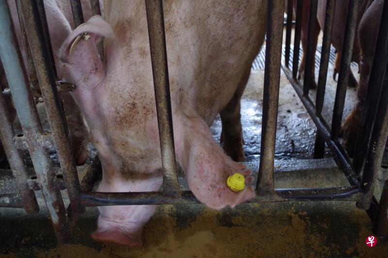 本地智能农业起步公司SmartAHC研发的智能耳标佩戴在生猪的耳朵后,能自动进行身份鉴别和存档,如同猪的一张“身份证”。 (SmartAHC提供) 本地智能农业起步公司SmartAHC研发的智能耳标佩戴在生猪的耳朵后,能自动进行身份鉴别和存档,如同猪的一张“身份证”。 (SmartAHC提供)