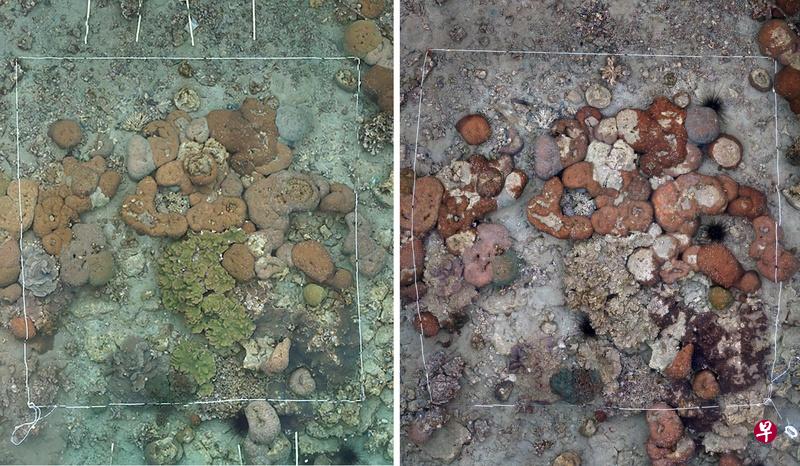 日本国立环境研究所发布的照片,对比了对马市岸外水域的珊瑚礁之前(左)和出现白化之后(右)的情况。(法新社) 日本国立环境研究所发布的照片,对比了对马市岸外水域的珊瑚礁之前(左)和出现白化之后(右)的情况。(法新社)