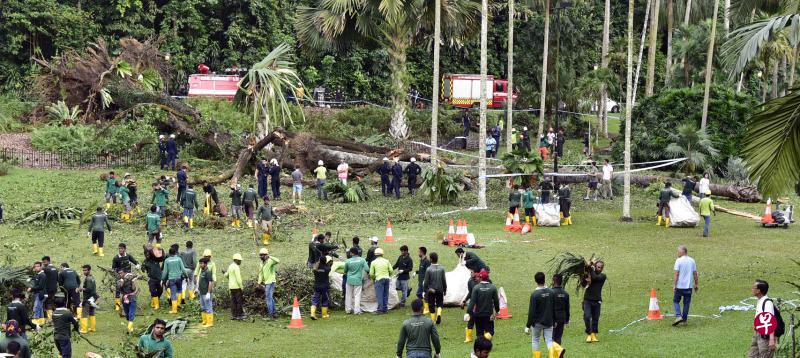 今年2月11日植物园内的一棵古树倒下压死印度籍妇女拉西卡。昨天在研讯上供证的两名育木师皆认为,古树内部虽然已经腐坏,但是从外观上无迹可寻。(档案照片) 今年2月11日植物园内的一棵古树倒下压死印度籍妇女拉西卡。昨天在研讯上供证的两名育木师皆认为,古树内部虽然已经腐坏,但是从外观上无迹可寻。(档案照片)