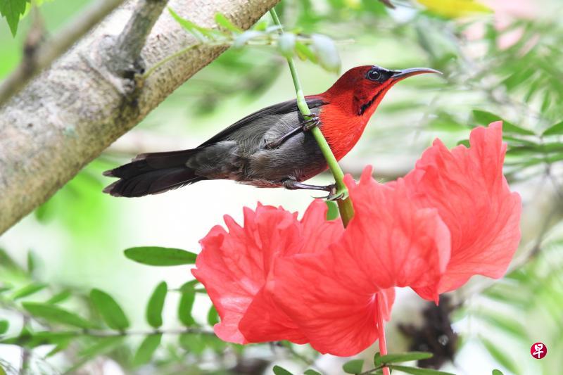 黃腰太阳鸟吸食大红花花蜜。 黃腰太阳鸟吸食大红花花蜜。