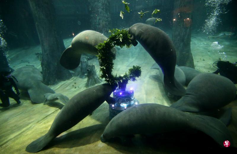 海牛已经被列入国际自然保护联盟(IUCN)的濒危动物名单,目前河川生态园共有五只雄海牛和八只雌海牛。(陈渊庄摄) 海牛已经被列入国际自然保护联盟(IUCN)的濒危动物名单,目前河川生态园共有五只雄海牛和八只雌海牛。(陈渊庄摄)