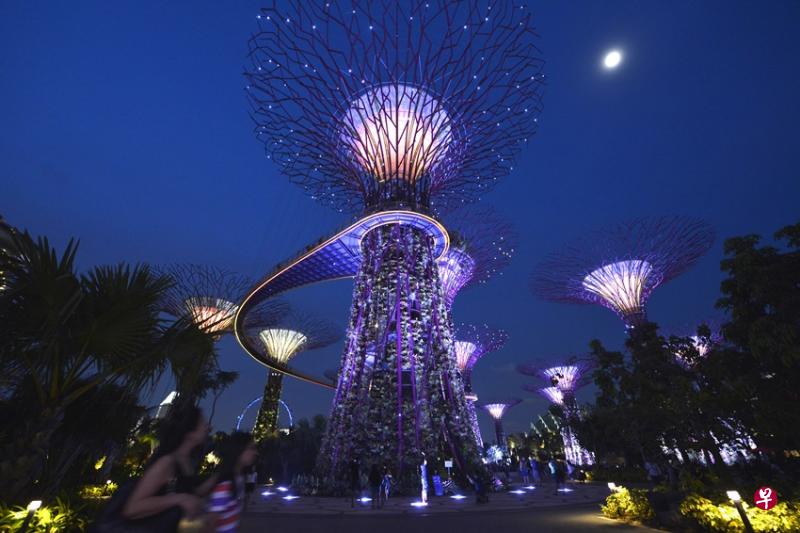 滨海湾花园内五光十色的“擎天大树”。(档案照) 滨海湾花园内五光十色的“擎天大树”。(档案照)
