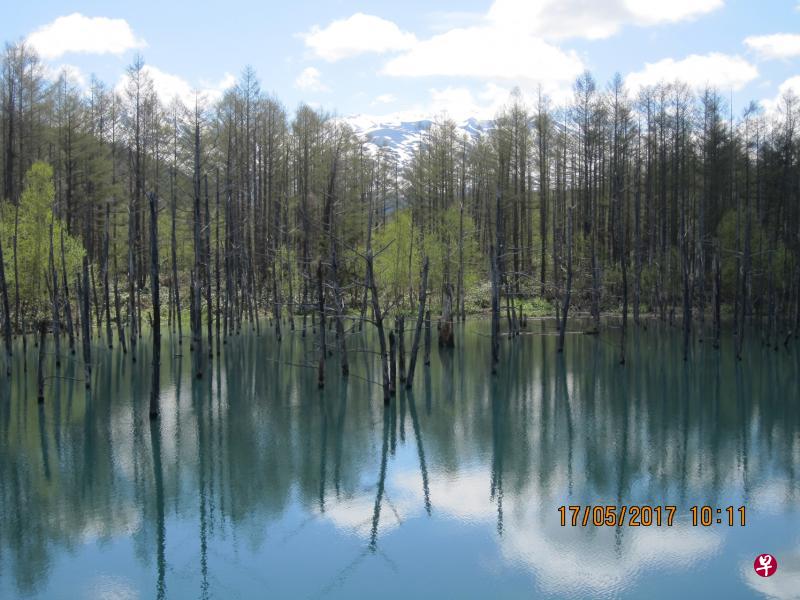 青池蓝中带绿的湖水,以及随季节变化的水色,成为了北海道热门打卡景点之一。 青池蓝中带绿的湖水,以及随季节变化的水色,成为了北海道热门打卡景点之一。
