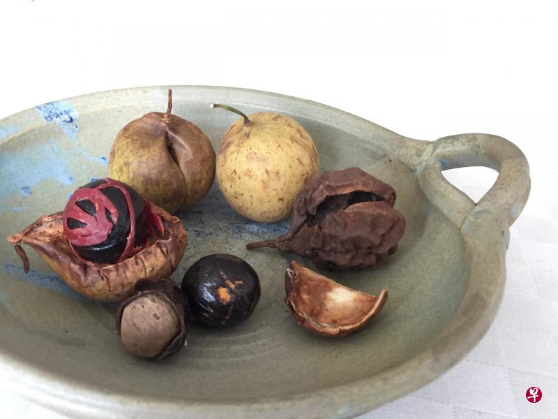 第一次看到的肉豆蔻果实及种子。 第一次看到的肉豆蔻果实及种子。