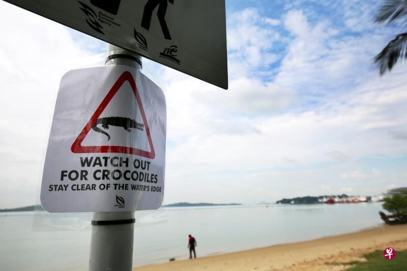 国家公园局前天在白沙公园靠近水域的地点,放置留意鳄鱼的警示牌。(陈斌勤摄) 国家公园局前天在白沙公园靠近水域的地点,放置留意鳄鱼的警示牌。(陈斌勤摄)