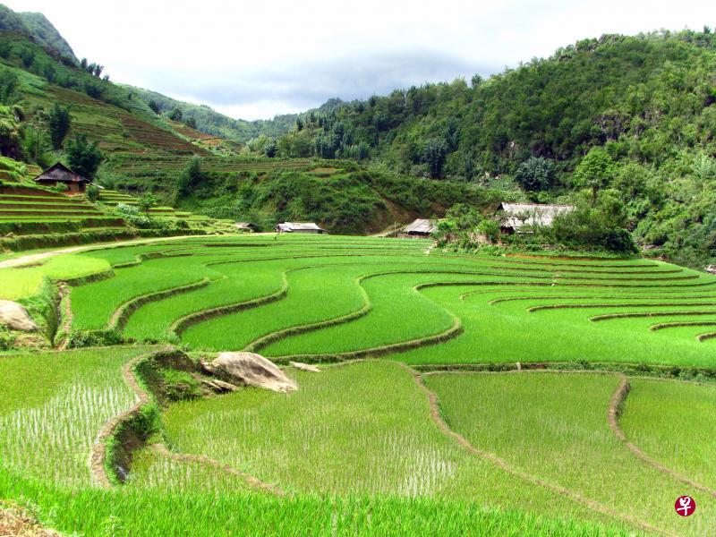 萨帕绿油油的梯田。 萨帕绿油油的梯田。