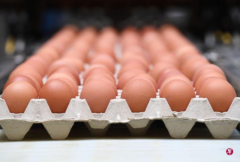 欧洲“毒鸡蛋”事件持续发酵,如今连韩国本土产鸡蛋也验出杀虫剂成分。(法新社) 欧洲“毒鸡蛋”事件持续发酵,如今连韩国本土产鸡蛋也验出杀虫剂成分。(法新社)