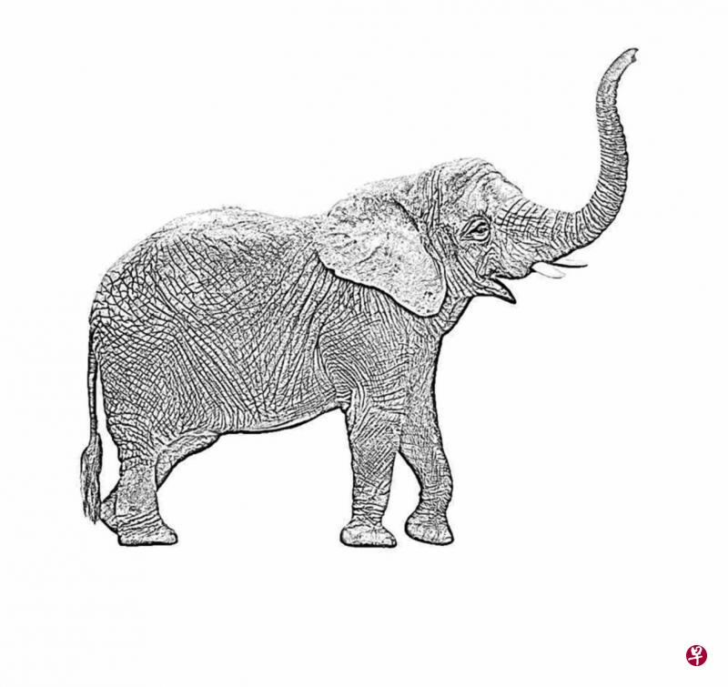 幼象的身体依偎着母象,嘴里咀嚼着,完全没有想离去。它不知母象已死,像自己不知公公已去世! 幼象的身体依偎着母象,嘴里咀嚼着,完全没有想离去。它不知母象已死,像自己不知公公已去世!