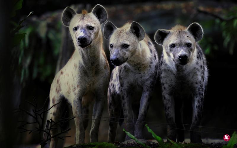 在东站小径上看着游客来往的斑鬣狗。 在东站小径上看着游客来往的斑鬣狗。