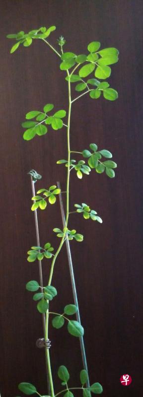 两个月大的辣木树高度已超过两英尺。 两个月大的辣木树高度已超过两英尺。