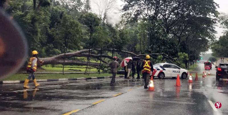 事发时大树倒下,砸伤5岁西班牙籍男童。(档案照) 事发时大树倒下,砸伤5岁西班牙籍男童。(档案照)