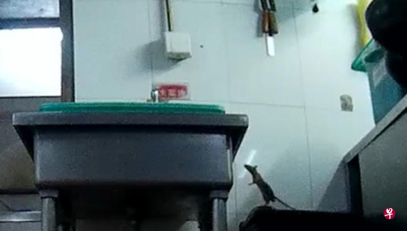 《法制晚报》记者在海底捞北京劲松店的加工间拍到老鼠踪迹。 (互联网) 《法制晚报》记者在海底捞北京劲松店的加工间拍到老鼠踪迹。 (互联网)