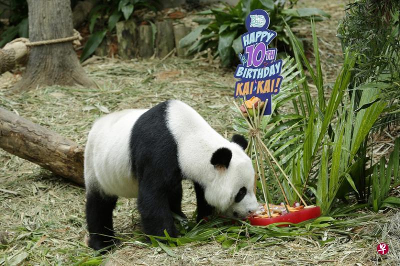 野生保育集团特制蛋糕为凯凯和嘉嘉庆祝生日。(新加坡野生保育集团提供) 野生保育集团特制蛋糕为凯凯和嘉嘉庆祝生日。(新加坡野生保育集团提供)