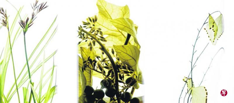 浸渍药用植物标本。 浸渍药用植物标本。