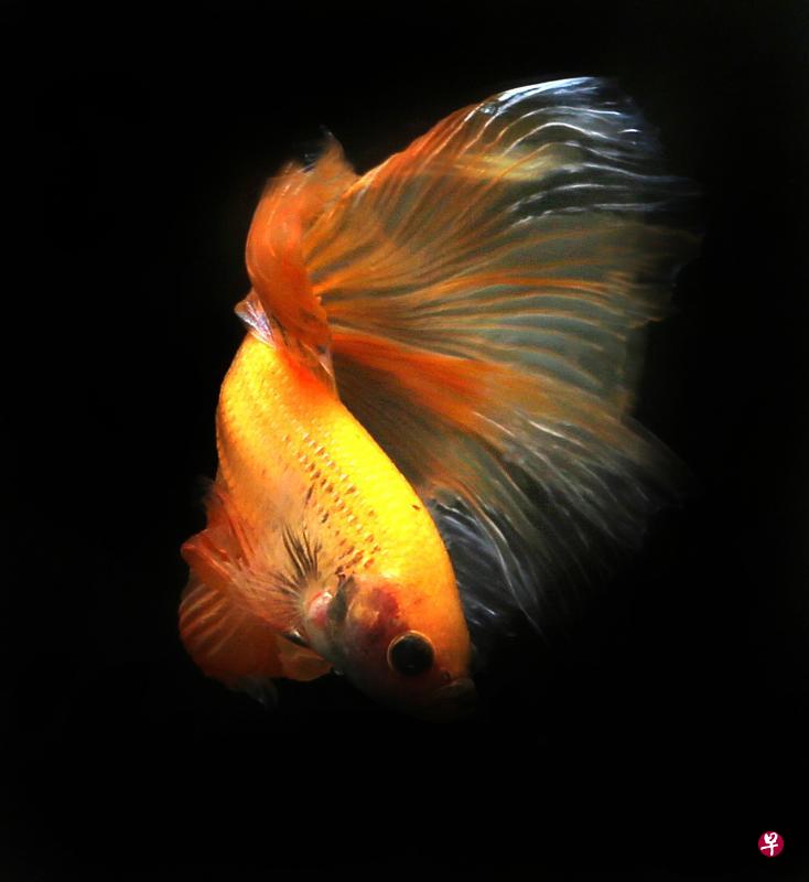 上帝造物,可能把颜色和光一起浇筑在它身上。 上帝造物,可能把颜色和光一起浇筑在它身上。