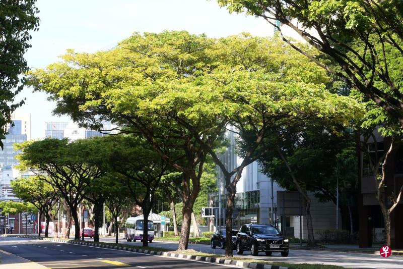 本地街道上种植的雨树以全年皆绿的普通雨树居多,树叶透着微黄色的黄雨树较少见。(陈斌勤摄) 本地街道上种植的雨树以全年皆绿的普通雨树居多,树叶透着微黄色的黄雨树较少见。(陈斌勤摄)
