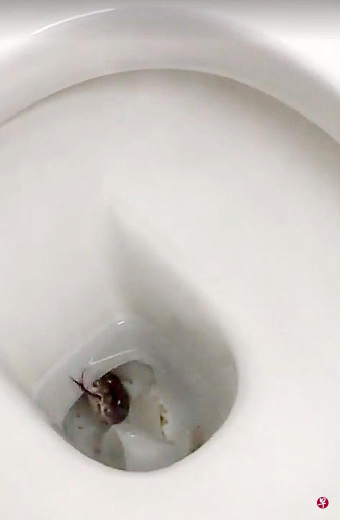 办公室马桶中出现纹蟒,行销人员吓了一跳。(受访者提供) 办公室马桶中出现纹蟒,行销人员吓了一跳。(受访者提供)