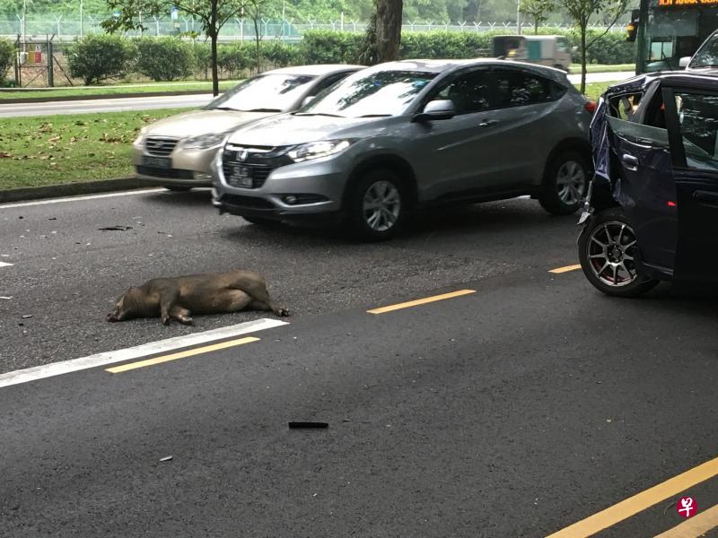 一头野猪遭汽车撞倒后，躺在路中央。这起事故涉及两辆汽车和一辆货车，其中一辆汽车的车尾因被货车从后方撞上而严重毁坏。（STOMP）