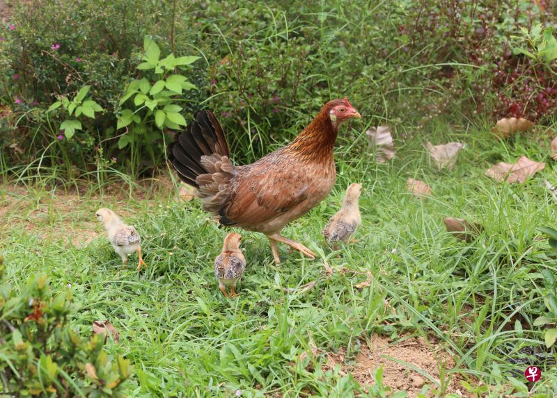 母鸡带着小鸡出游,场面逗趣。 母鸡带着小鸡出游,场面逗趣。