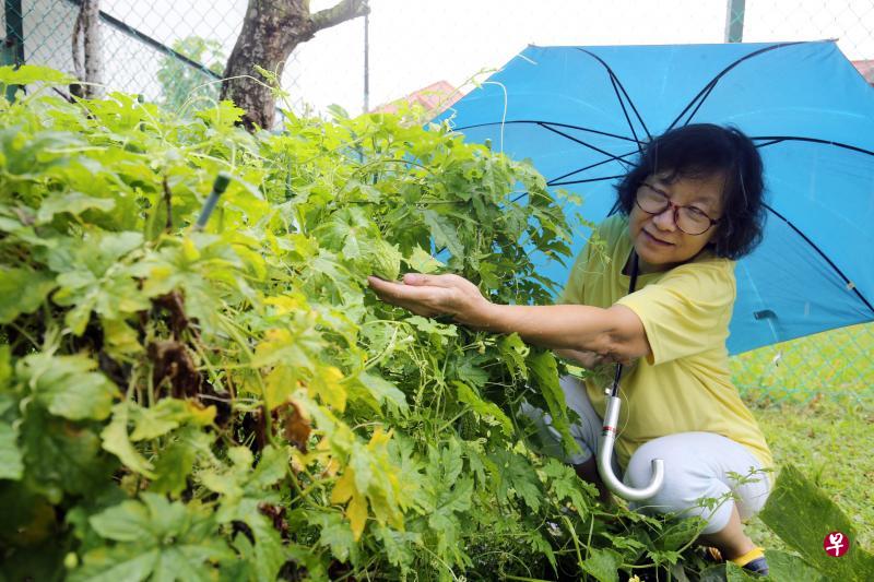 陈瑞儿种植的小苦瓜可以收成了。 陈瑞儿种植的小苦瓜可以收成了。