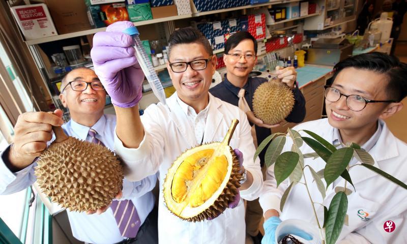 本地癌症专家与研究员成功破解榴梿完整基因图谱。左起为新加坡国立癌症中心副院长(研究)郑敏展教授、中心高级研究助理黄全扬、杜克—国大医学研究生院癌症与干细胞生物学重点研究项目教授陈文炜,以及癌症与干细胞生物学重点研究项目研究员杨承翰医生。(周柏荣摄) 本地癌症专家与研究员成功破解榴梿完整基因图谱。左起为新加坡国立癌症中心副院长(研究)郑敏展教授、中心高级研究助理黄全扬、杜克—国大医学研究生院癌症与干细胞生物学重点研究项目教授陈文炜,以及癌症与干细胞生物学重点研究项目研究员杨承翰医生。(周柏荣摄)